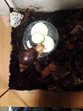 Улитки Ахатины имакулята Донецк