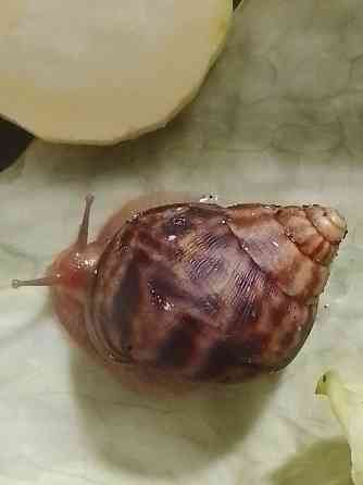 Улитки Ахатины имакулята Донецк