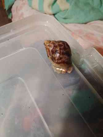 Улитки Ахатины имакулята Донецк