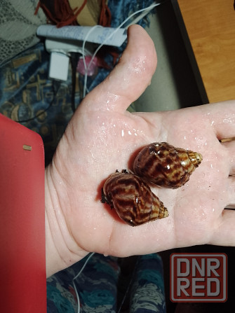 Улитки Ахатины имакулята Донецк - изображение 3