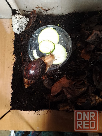 Улитки Ахатины имакулята Донецк - изображение 4