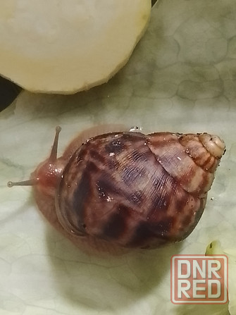 Улитки Ахатины имакулята Донецк - изображение 2