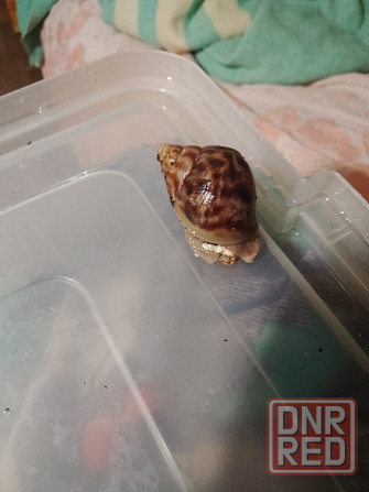 Улитки Ахатины имакулята Донецк - изображение 1