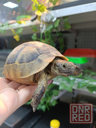 Сухопутная черепаха Донецк - изображение 1