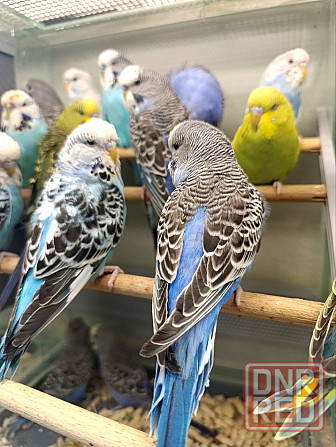 Волнистый попугай Донецк - изображение 1