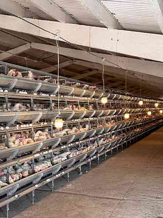 Продажа Действующей Птицефабрики Докучаевск