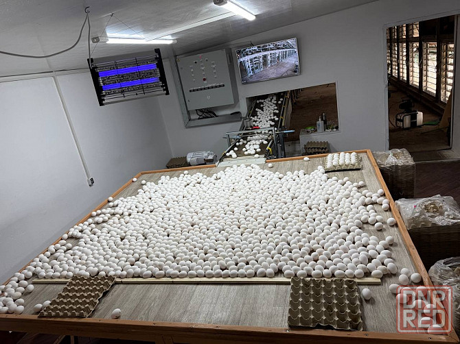 Продажа Действующей Птицефабрики Докучаевск - изображение 5