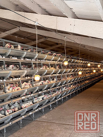 Продажа Действующей Птицефабрики Докучаевск - изображение 6