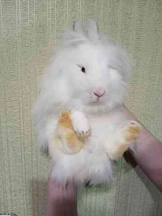 Декоративный кролик - белая девочка Донецк