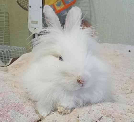 Декоративные кролики Донецк