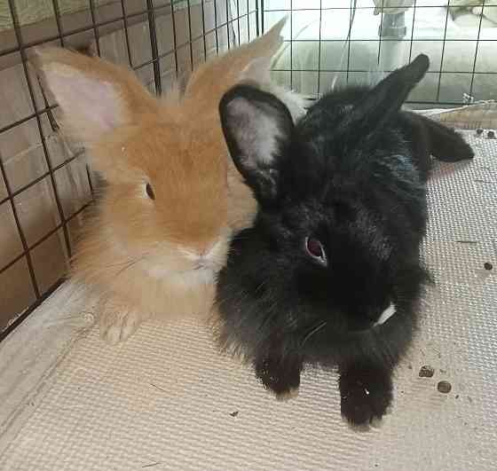 Декоративные кролики Донецк