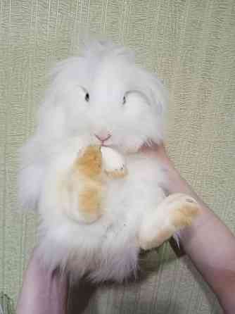 Декоративный кролик - белая девочка Донецк
