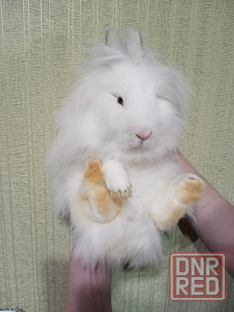 Декоративный кролик - белая девочка Донецк - изображение 3
