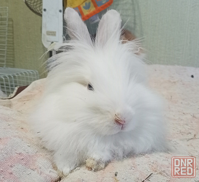 Декоративные кролики Донецк - изображение 2