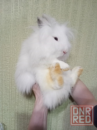 Декоративный кролик - белая девочка Донецк - изображение 2