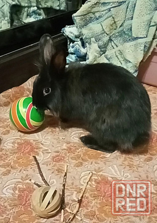 Декоративные кролики - пара самок Донецк - изображение 2