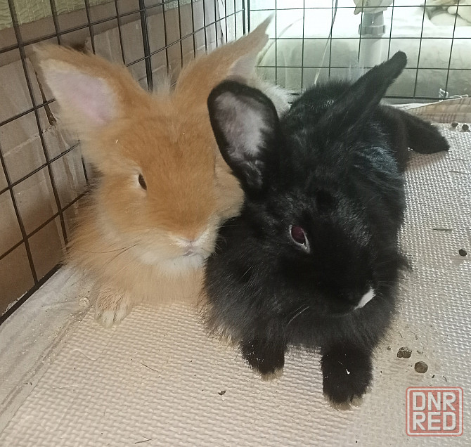 Декоративные кролики Донецк - изображение 1