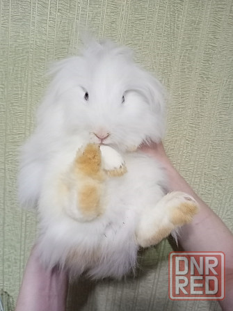 Декоративный кролик - белая девочка Донецк - изображение 1