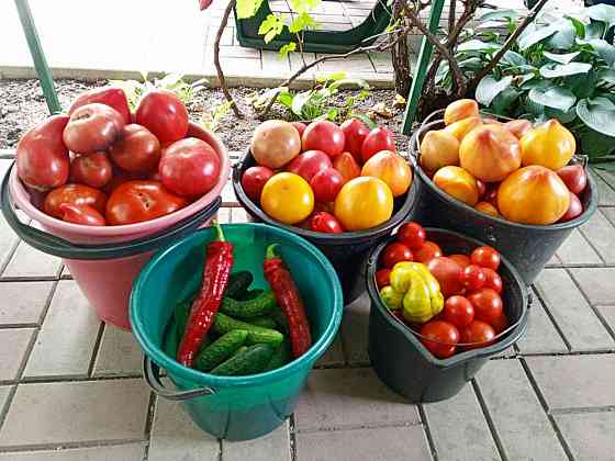 Семена томатов, дынь, арбузов Донецк