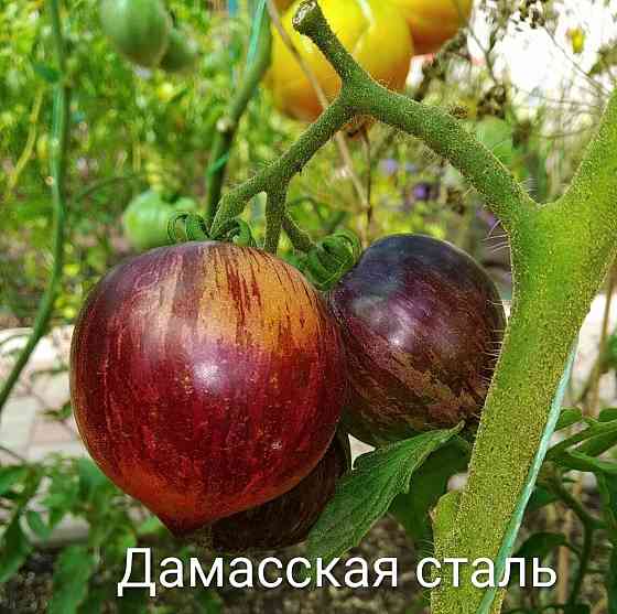 Семена томатов, дынь, арбузов Донецк