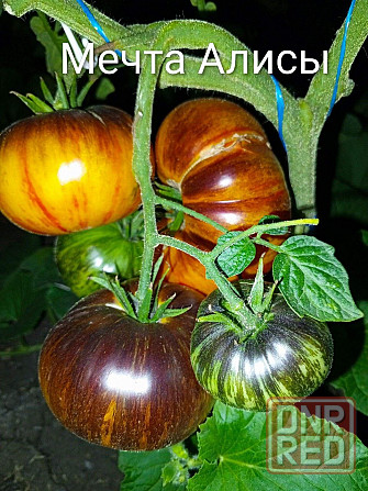 Семена томатов, дынь, арбузов Донецк - изображение 5