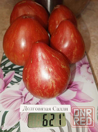 Семена томатов, дынь, арбузов Донецк - изображение 3