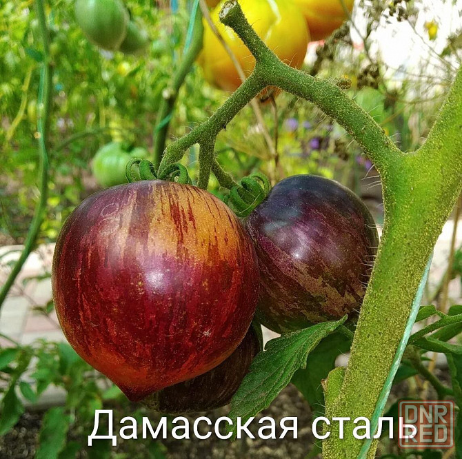 Семена томатов, дынь, арбузов Донецк - изображение 4