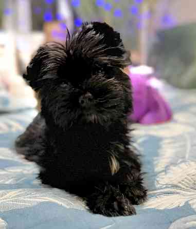 Йоркширский терьер , Йорк, цветной Донецк