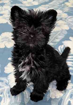 Йоркширский терьер , Йорк, цветной Донецк