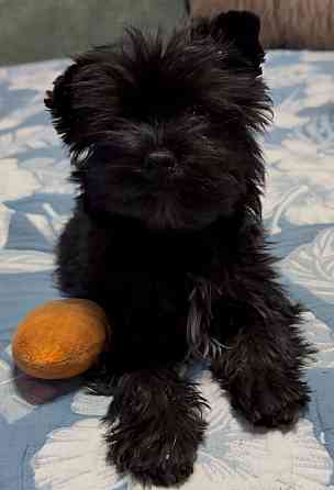 Йоркширский терьер , Йорк, цветной Донецк