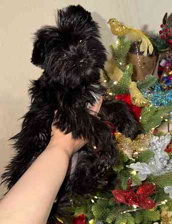 Йоркширский терьер , Йорк, цветной Донецк