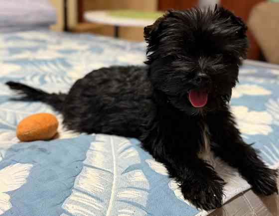 Йоркширский терьер , Йорк, цветной Донецк