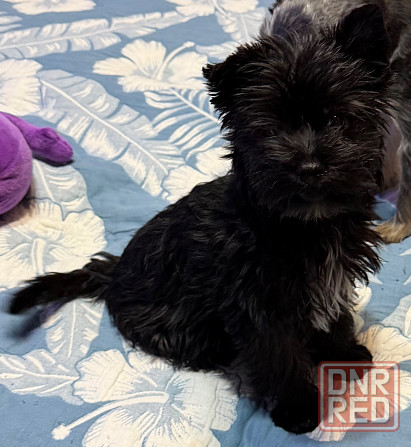 Йоркширский терьер , Йорк, цветной Донецк - изображение 3