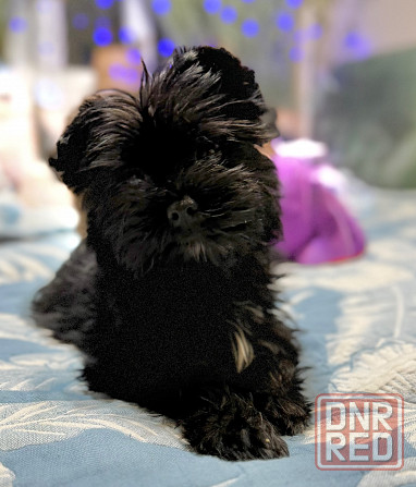 Йоркширский терьер , Йорк, цветной Донецк - изображение 4