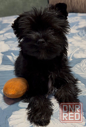 Йоркширский терьер , Йорк, цветной Донецк - изображение 1