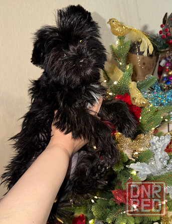 Йоркширский терьер , Йорк, цветной Донецк - изображение 2