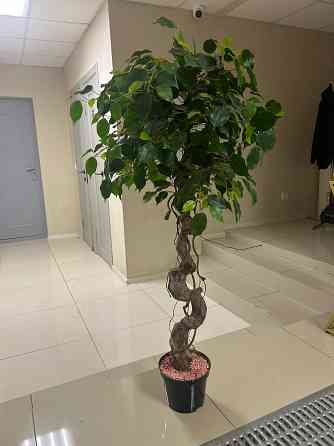 Искусственный фикус Донецк