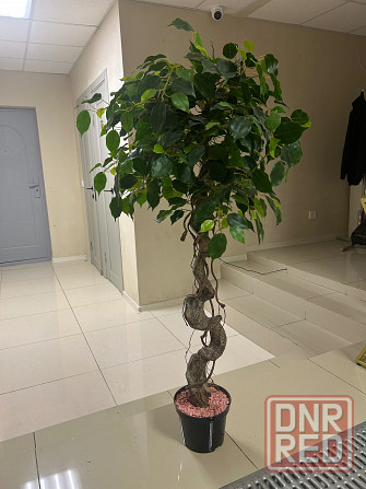 Искусственный фикус Донецк - изображение 1