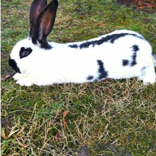 Кролики-великаны Донецк