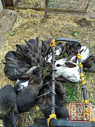 Кролики-великаны Донецк - изображение 1
