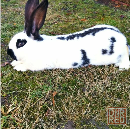 Кролики-великаны Донецк - изображение 2