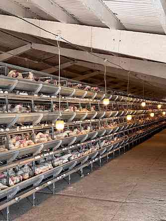 Готовая Птицефабрика Докучаевск