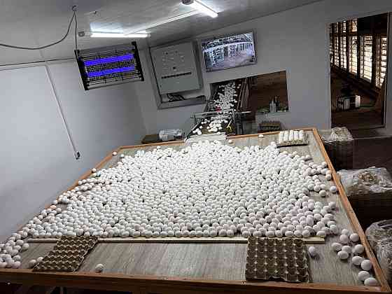 Готовая Птицефабрика Докучаевск