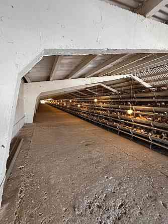 Готовая Птицефабрика Докучаевск