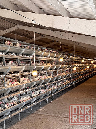 Готовая Птицефабрика Докучаевск - изображение 5