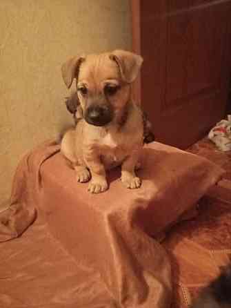 щенок ищет дом щенки в добрые руки Макеевка Донецк Донецк