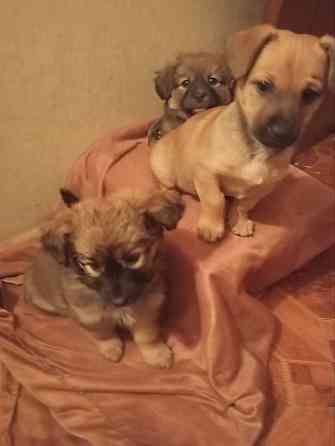 щенок ищет дом щенки в добрые руки Макеевка Донецк Донецк