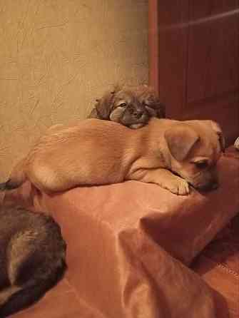 щенок ищет дом щенки в добрые руки Макеевка Донецк Донецк