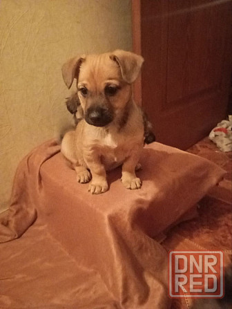 щенок ищет дом щенки в добрые руки Макеевка Донецк Донецк - изображение 1