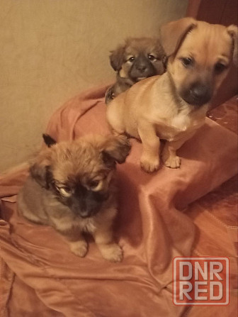 щенок ищет дом щенки в добрые руки Макеевка Донецк Донецк - изображение 3